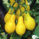 Plants de tomates poire Yellow 'Pearshaped' : barquette de 6 plants